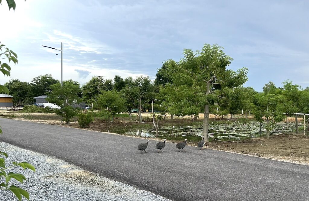 รีสอร์ทบ้านโป่ง โดย Yoosabaii-Resort.com 13 รูปบรรยากาศรีสอร์ท 3